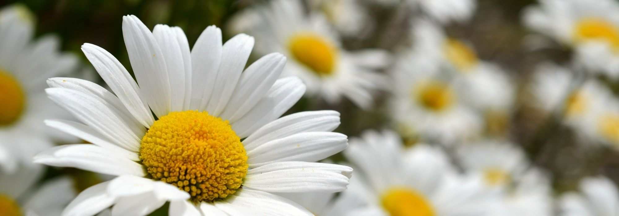 Pairing Leucanthemums