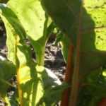 Diseases and pests of Swiss chard