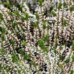 Winter heathers: the 4 most beautiful white varieties