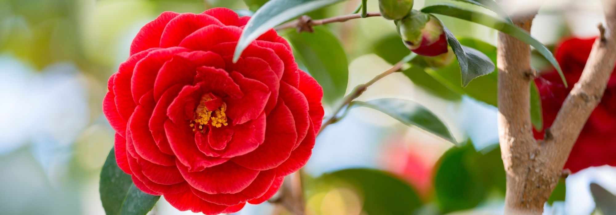 6 red-flowered camellias