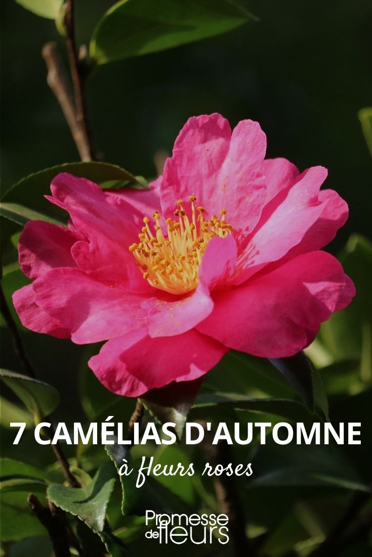 autumn camellia pink flower autumn camellia pink flower