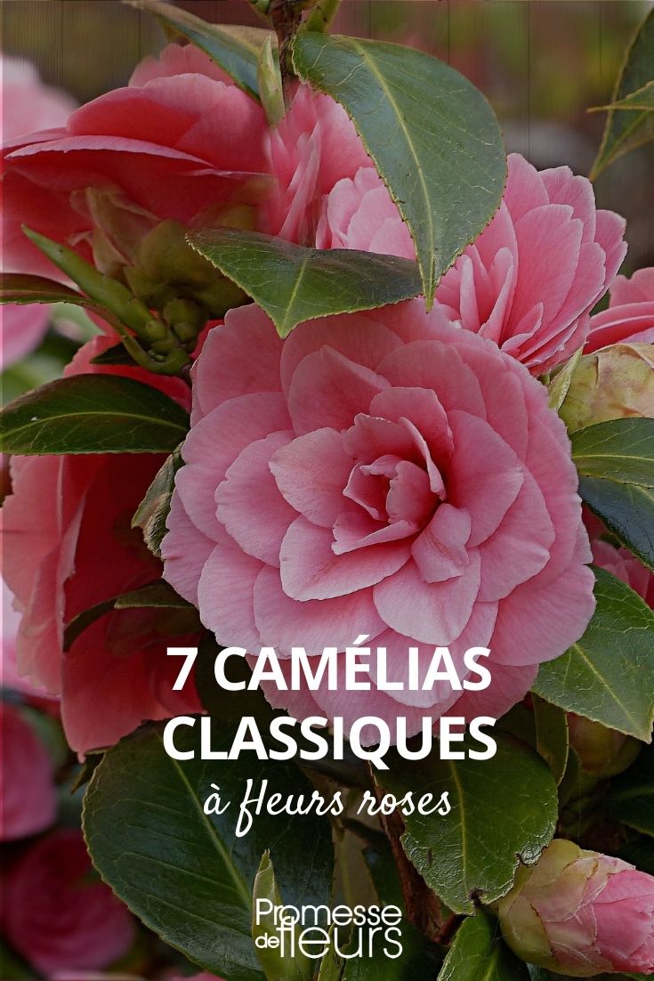 pink camellia