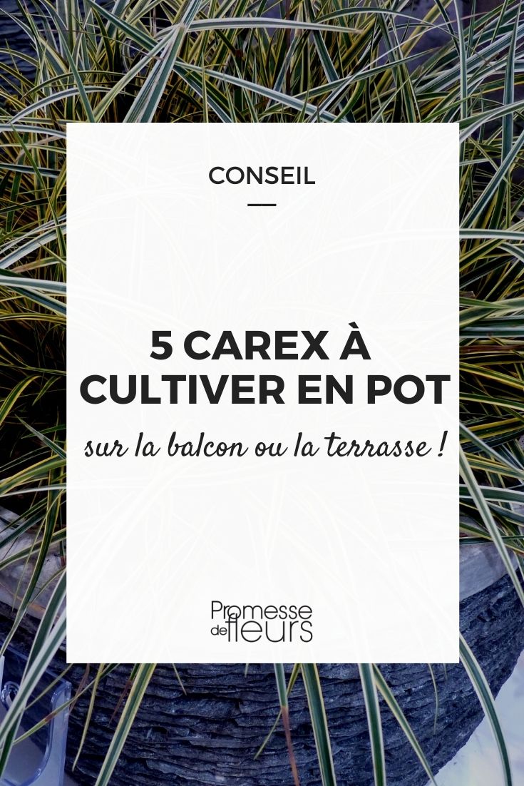 Carex for Container Gardening