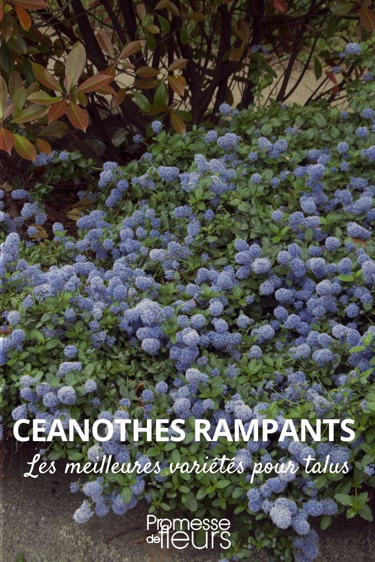 creeping ceanothus Creeping Ceanothus for Slopes