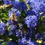 Evergreen Ceanothus: the best varieties to adopt in your garden