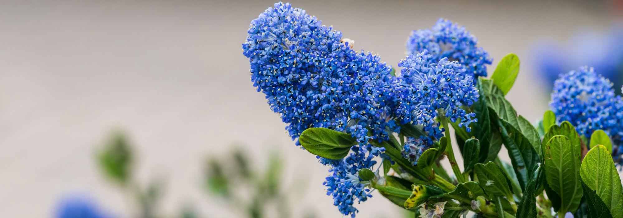 Ceanothus Blue: The Most Beautiful Varieties