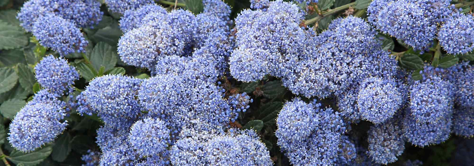 Creeping Ceanothus: the best varieties for slopes