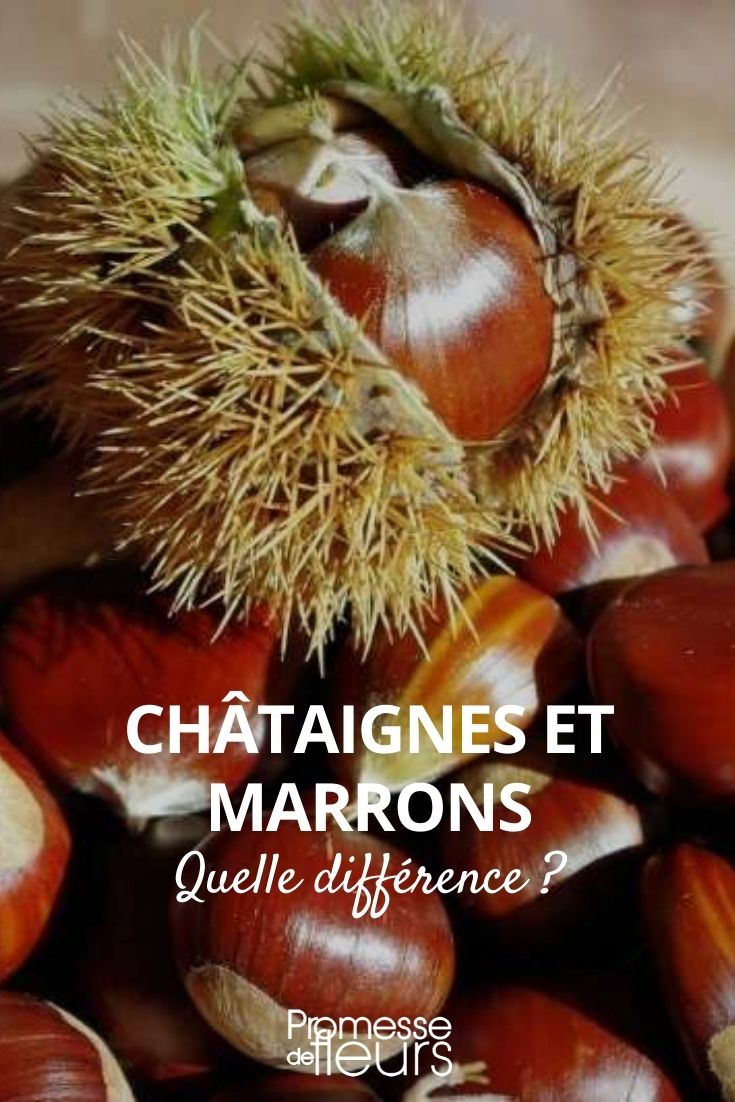 In the world of botany and gardening, it's essential to distinguish between terms that might seem synonymous. In this case, let's clarify the difference between "châtaigne" and "marron," both of which are often translated to "chestnut" in English.
The term "châtaigne" refers to the fruit of the *Castanea sativa*, commonly known as the sweet chestnut. These are the true chestnuts, primarily used for culinary purposes. They are characterized by a spiky outer shell and usually contain two to three nuts inside.
On the other hand, "marron" is a type of chestnut that is specifically a large, high-quality sweet chestnut, typically found as a single nut within a spiky shell. It is often used in confectionery, such as in the famous "marrons glacés" (candied chestnuts).
Understanding these distinctions is crucial for gardeners and culinary enthusiasts alike, ensuring the correct usage of each term in gardening and cooking contexts. In the world of botany and gardening, distinguishing between similar terms is crucial for understanding and communication. Today, we're exploring the difference between "châtaigne" and "marron," two terms often used interchangeably but which refer to distinct entities in the plant kingdom.
The term "châtaigne" refers to the fruit of the sweet chestnut tree, scientifically known as *Castanea sativa*. These are the true chestnuts, primarily used in cooking and baking. Each chestnut is encased in a spiky husk, which splits open when the fruit is ripe. Typically, these husks contain two to three chestnuts, making them a bountiful harvest.
On the other hand, "marron" is a term that can cause some confusion. In a botanical sense, "marron" refers to a variety of chestnut that is larger and typically contains only one seed per husk. These are often considered more desirable due to their size and are frequently sold as "marrons" in commerce, especially in luxury food items like marron glacé.
Understanding these differences not only enriches your gardening knowledge but also enhances your culinary experiences, allowing you to choose the right type of chestnut for your recipes or gardening projects. Whether you're roasting them on an open fire or planting a chestnut tree in your garden, knowing these distinctions can lead to better outcomes and more enjoyable experiences.