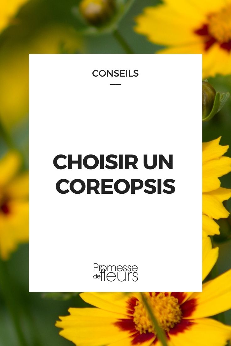 Choose Coreopsis