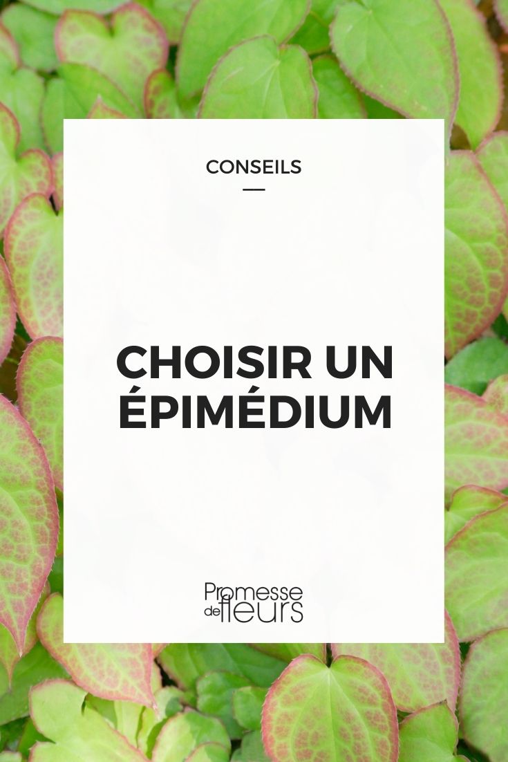 choose Epimedium (1) Choose Epimedium