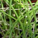Spring Onion: Sowing, Growing and Harvesting