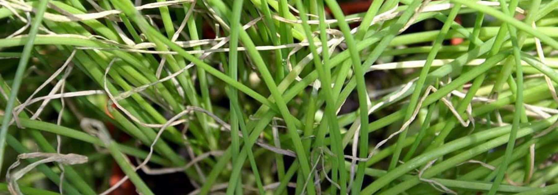 The Welsh Onion: Sowing, Growing and Harvesting