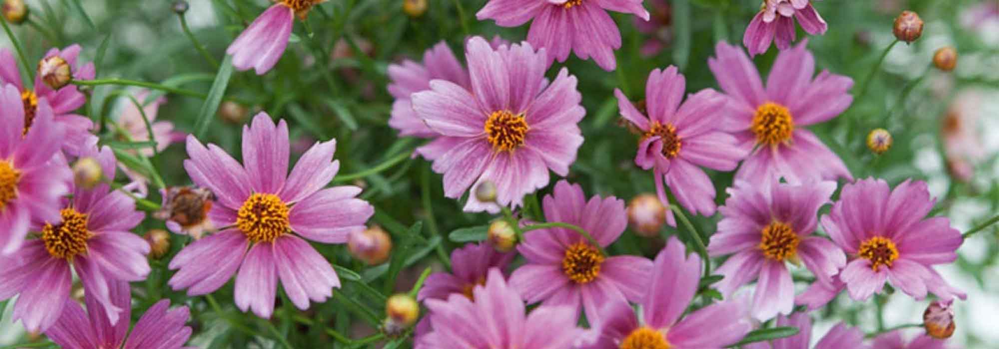 Pairing ideas with Coreopsis