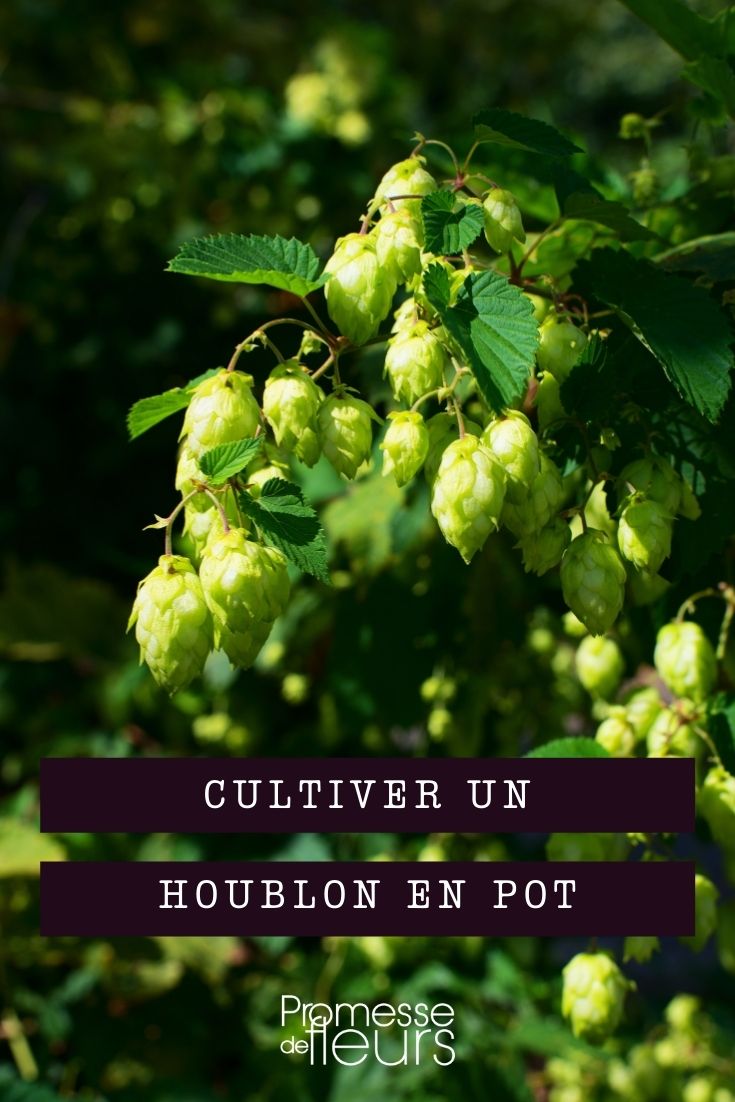 Growing Hops in Containers

Hops, known botanically as *Humulus lupulus*, are traditionally grown in sprawling gardens or fields, but they can also thrive in containers, making them accessible for those with limited space or non-traditional gardening setups. Here’s how to successfully cultivate hops in pots.

### Choosing the Right Container

Hops have vigorous root systems, so it’s crucial to choose a large container that can accommodate their growth. A pot with a minimum diameter of 45-50 cm and a similar depth is ideal. Ensure the container has adequate drainage holes to prevent waterlogging, which can lead to root rot.

### Selecting Soil and Fertilization

Use a high-quality potting mix that ensures good drainage and aeration. Hops prefer slightly acidic to neutral soil with a pH of around 6.0 to 7.5. Regular feeding is vital as container-grown plants can exhaust nutrients quickly. Use a balanced, slow-release fertilizer that provides a steady supply of nutrients throughout the growing season.

### Planting and Initial Care

Plant hops in early spring after the risk of frost has passed. Place the rhizome (a segment of the root) horizontally in the soil, with the buds facing upwards, and cover with 2-3 cm of soil. Water thoroughly after planting and keep the soil consistently moist but not waterlogged.

### Supporting Growth

Hops are climbing plants that can grow up to 6 meters in a single season, so providing strong support like a trellis or a sturdy pole is essential. As the plants grow, gently train them onto the support to encourage vertical growth.

### Sunlight and Positioning

Position your hop container in a spot that receives full sun, ideally 6-8 hours of direct sunlight per day. Hops thrive in warm conditions and need plenty of light to produce the best yields.

### Pruning and Maintenance

Prune back the first shoots in early spring; these are usually weaker. Allow 3-4 strong shoots to grow, and prune away any additional shoots to concentrate the plant’s energy. Regular pruning helps maintain airflow and reduces the risk of disease.

### Harvesting

Hops are usually ready for harvest in late summer when the cones feel dry to the touch and have a pungent aroma. Pick the cones and dry them quickly to preserve their flavour and aroma.

### Winter Care

In colder regions, hops die back over winter. After the first frost, cut the bines back to about 10 cm above the ground. You can leave the container outdoors if it is frost-resistant or move it to a sheltered location to protect the roots from freezing.

Container gardening can be a rewarding way to grow hops, offering flexibility and the joy of harvesting your own hops for brewing or culinary uses. With the right care, even a small patio or balcony can become a productive hop garden.