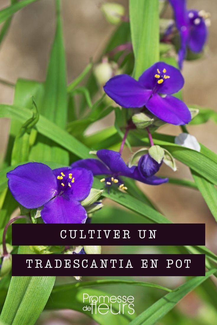 Growing Tradescantia in Pots