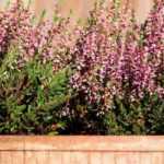 How to grow heather pots?