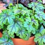Growing Heuchera in pots