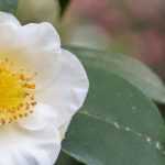 How to grow a tea plant in a pot?