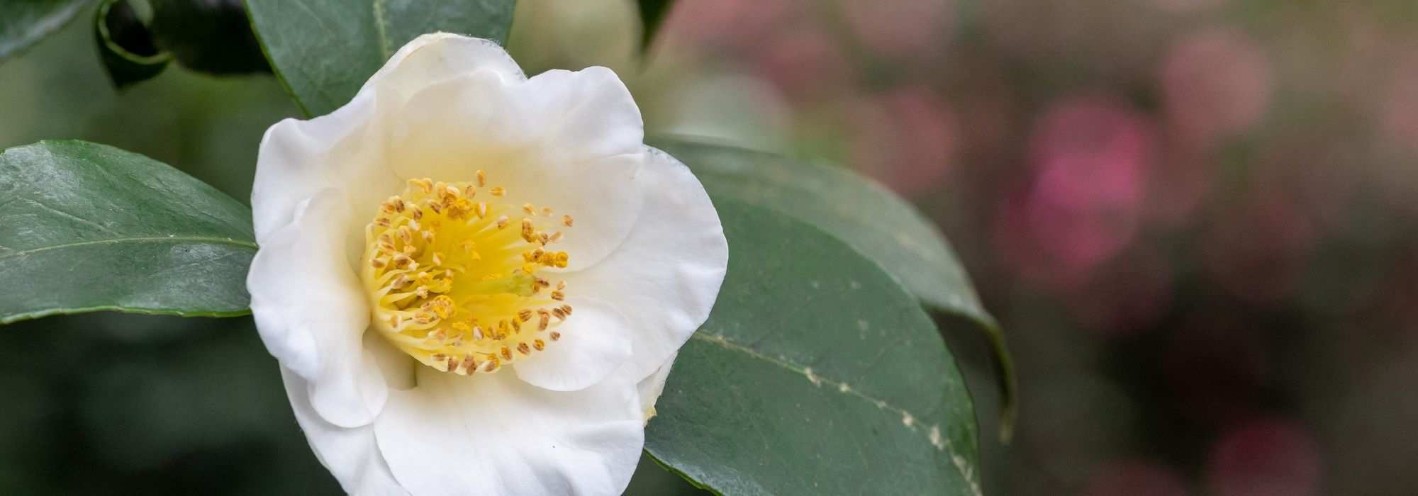 How to grow a tea plant in a pot?