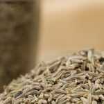Cumin: sowing, cultivation and harvest