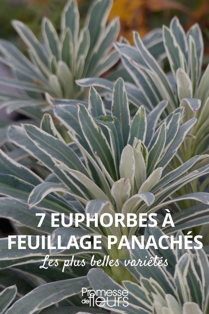 Variegated Euphorbias: The Most Beautiful Varieties Variegated Euphorbias: The Most Beautiful Varieties