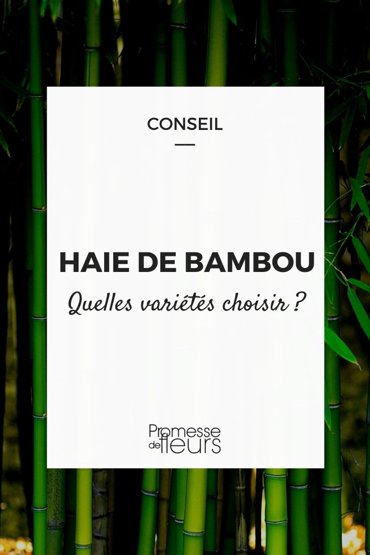 Bamboo Hedge: Which Varieties to Choose?