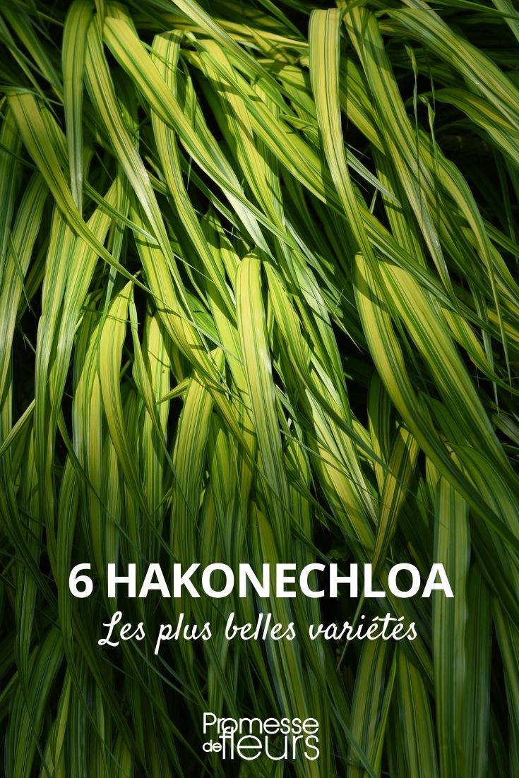 Hakonechloa: The Most Beautiful Varieties Hakonechloa: Most Beautiful Varieties