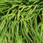 Hakonechloa: the most beautiful varieties