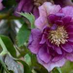 6 Double-flowered Hellebores
