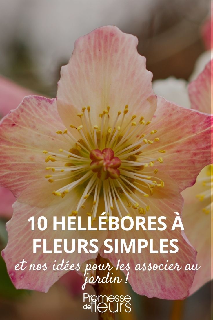 hellebore single flowers hellebore single flowers