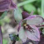 Oriental Hellebores: the darkest ones