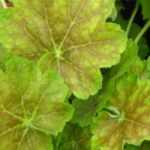 6 golden-leaved heucheras
