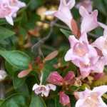 How to pair an abelia?