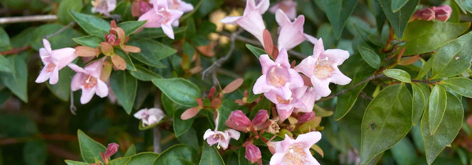 How to pair an abelia?