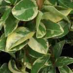 5 Jasmines with decorative foliage