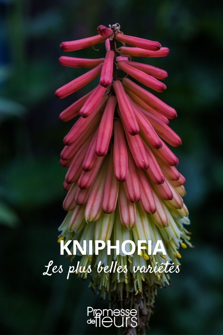 Kniphofia: The Most Beautiful Varieties Kniphofia: The Most Beautiful Varieties