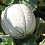 How to choose a melon?