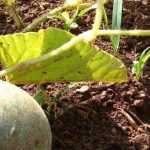 Diseases and pests of melon