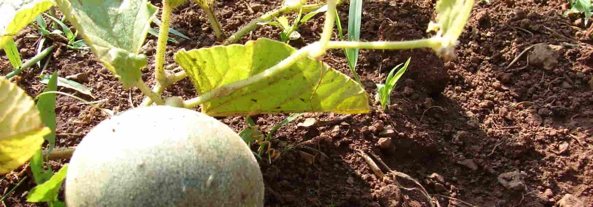 Diseases and pests of melon