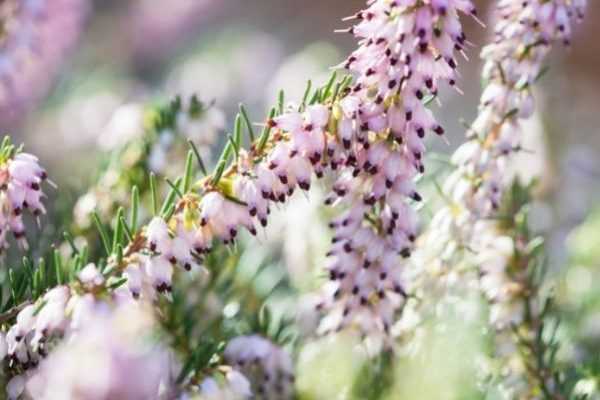 How to propagate heather?