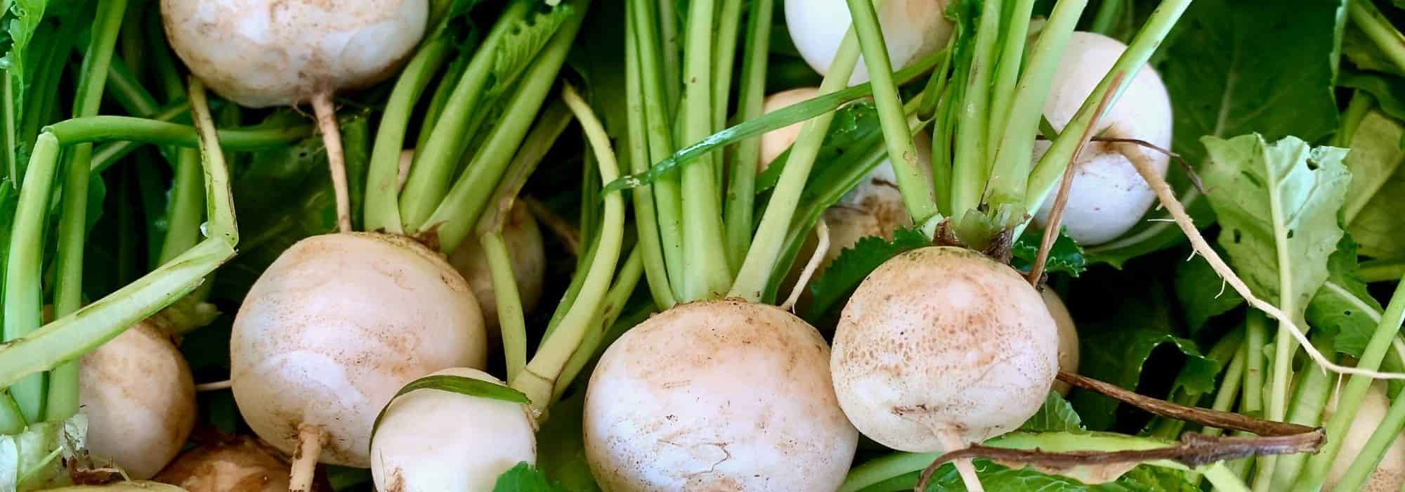How to choose turnips?