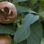 Common medlar: planting, caring for, and harvesting the fruits