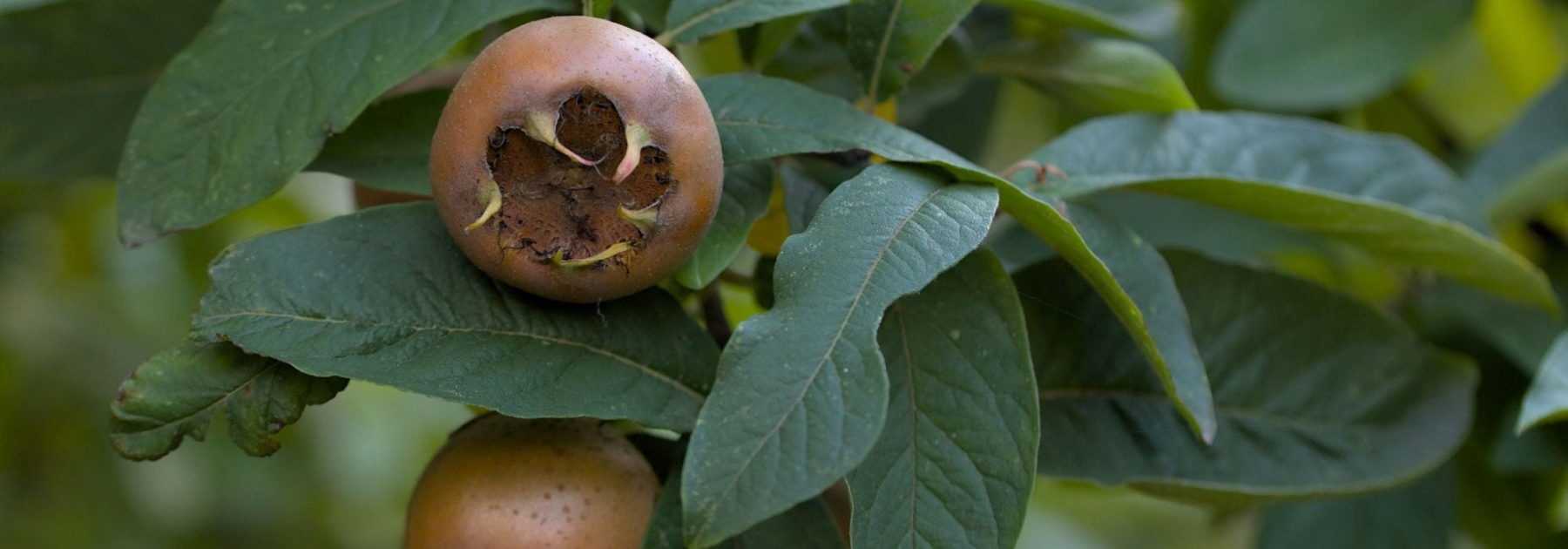 Common Medlar: Planting, Caring for and Harvesting the Fruit
