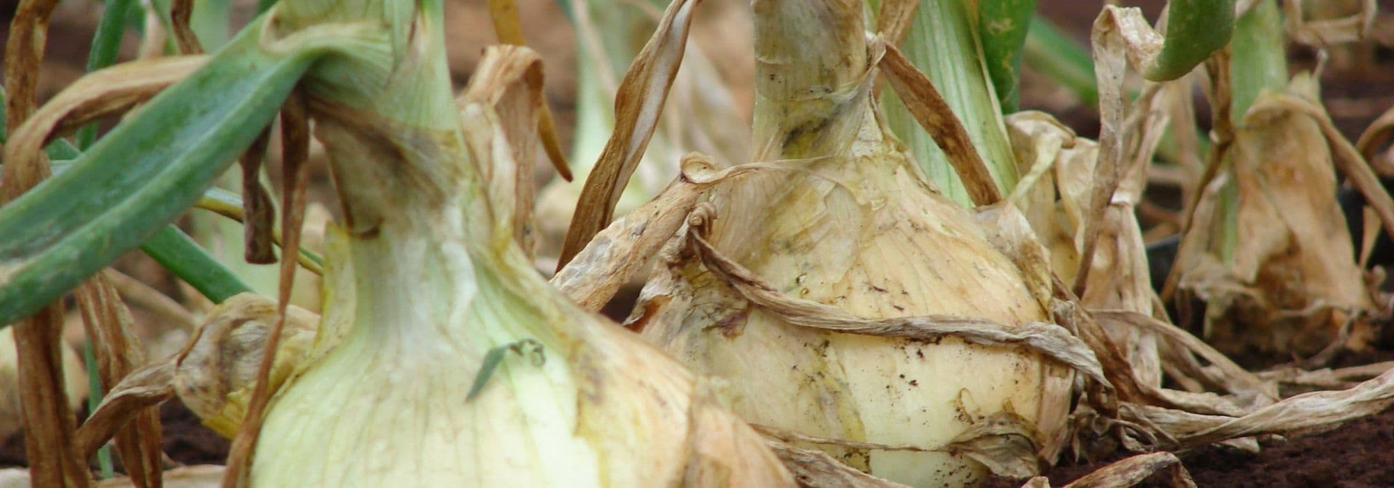Onion diseases and pests