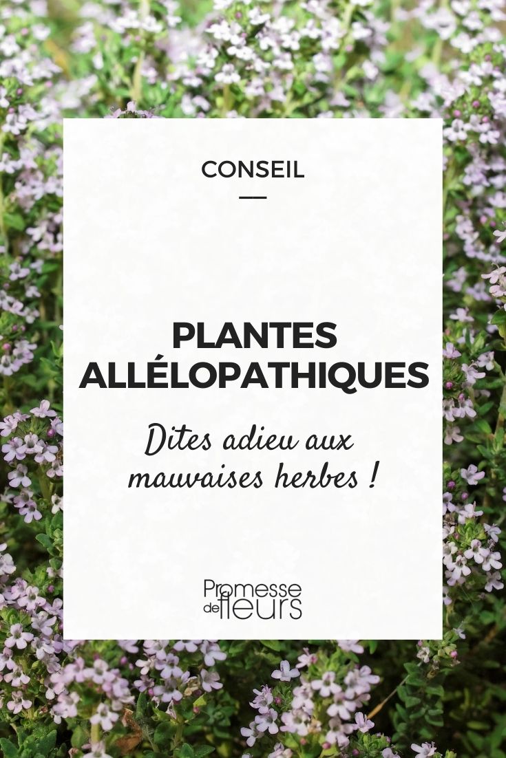 Natural Weed Control: Allelopathic Young Plants