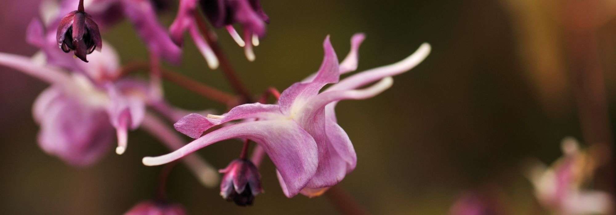 The 7 most beautiful Epimediums