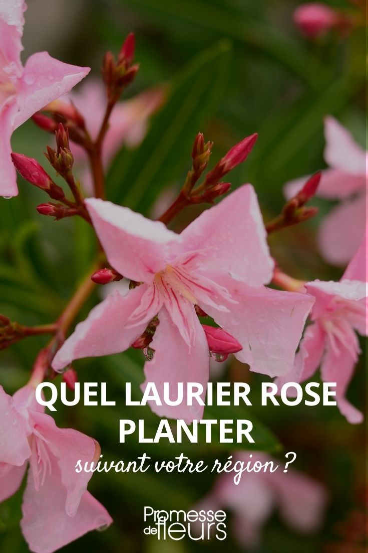 Which Oleander to Plant