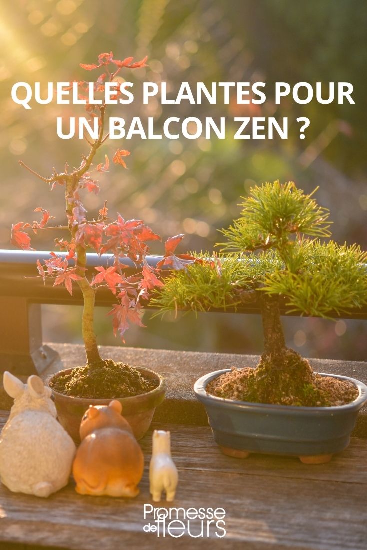 Which Young Plants for a Zen Balcony?