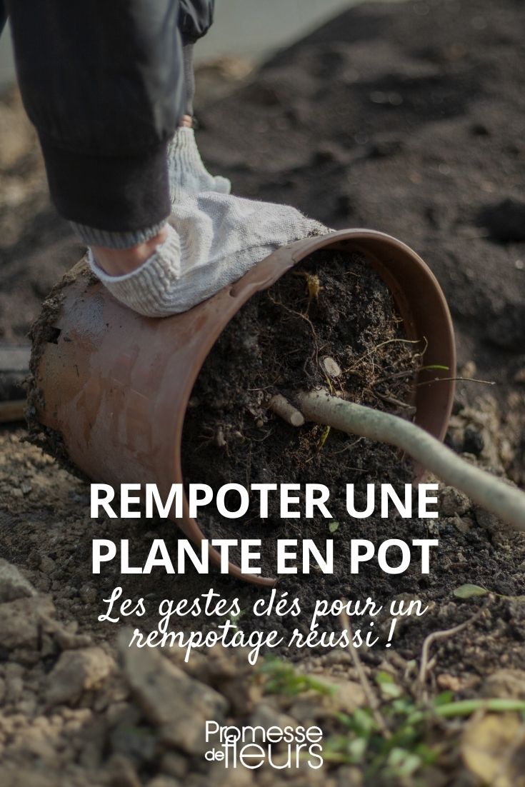 Repotting a Young Plant