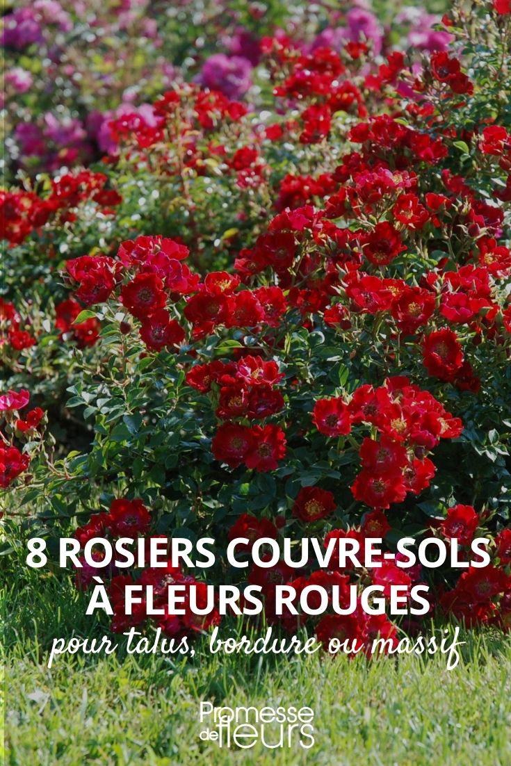 ground-cover roses with red flowers